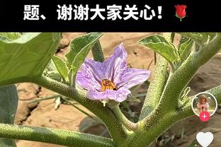 ?并非昙花一现！比斯利16分5板0失误0犯规 正负值+20！